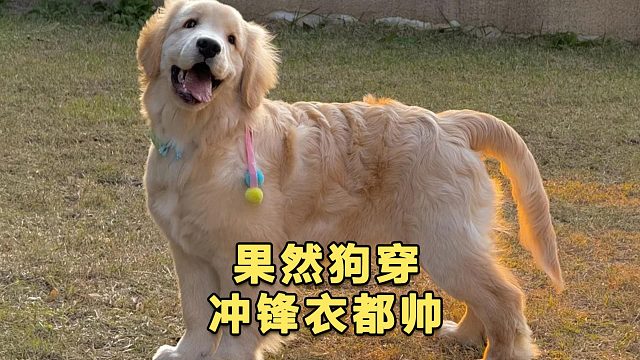 这年头，狗狗穿冲锋衣，都帅呆了