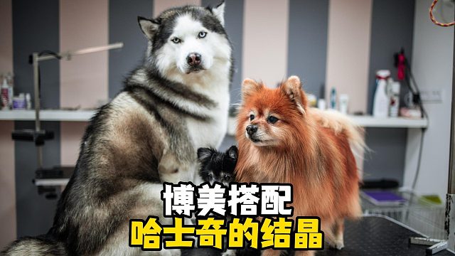 博美和哈士奇的爱情结晶——博士奇卡哇伊