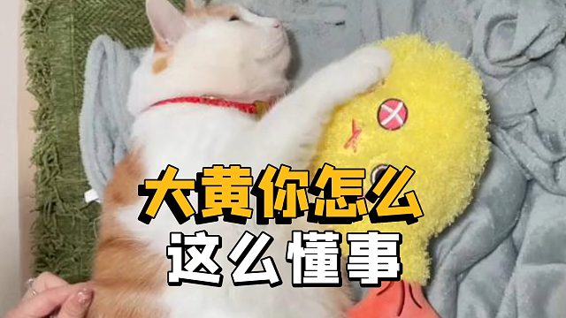 我宣布，这是我看到橘白配色猪咪里最善良的