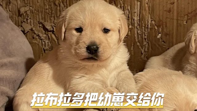 拉布拉多“叼幼崽”给你，有这些原因！
