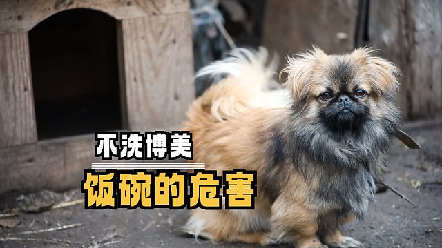 不洗博美饭碗的危害