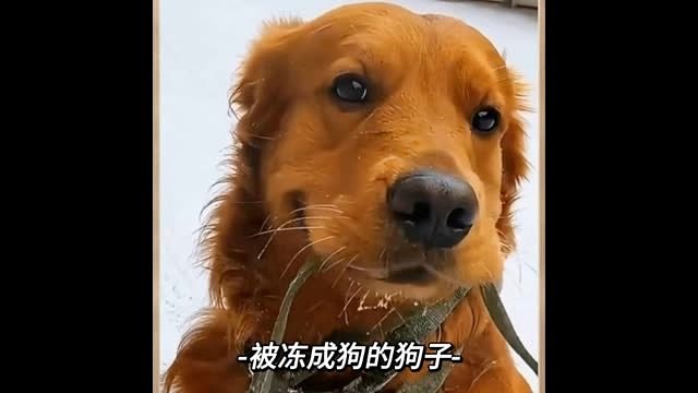被冻成狗的狗子