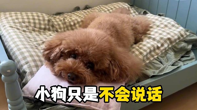 小狗除了不会说话外，它们什么都懂