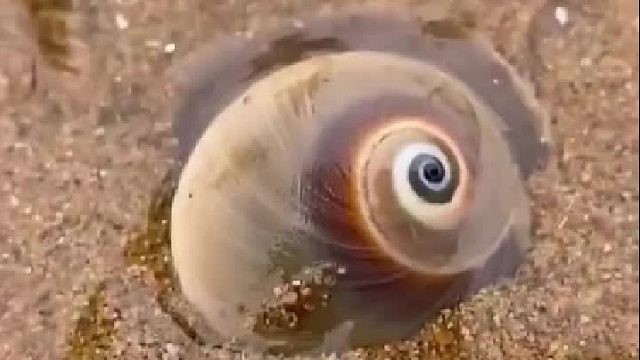 户外赶海抓海鲜