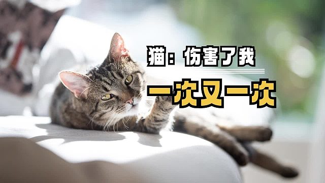 猫：伤害了我一次又一次