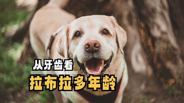 从牙齿看拉布拉多年龄