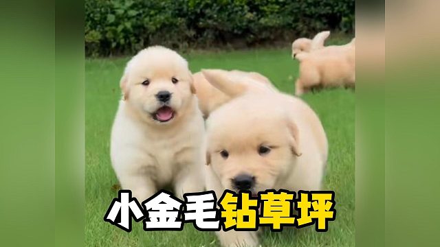 小狗埋头疯狂刨草，被提溜起来好可爱