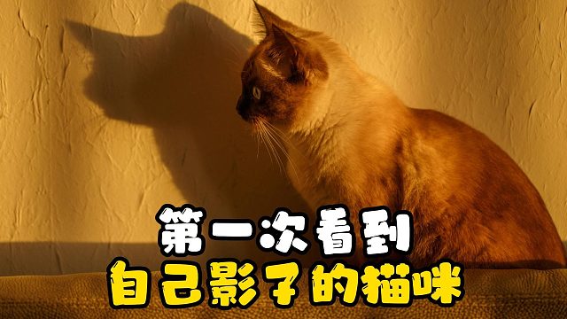 第一次看到自己影子的猫咪，变身为蹦迪选手！