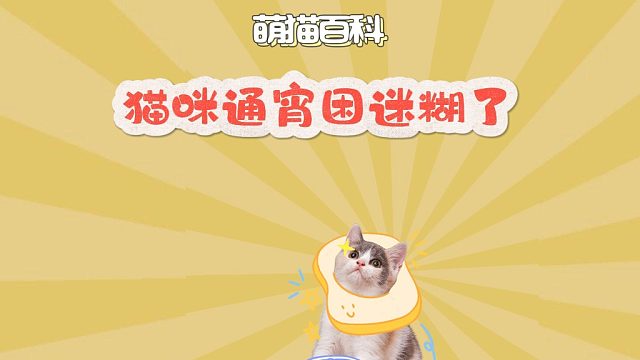猫咪通宵不睡觉，孩子真的困迷糊了！