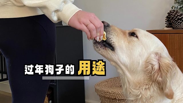 养狗千日，用狗一时