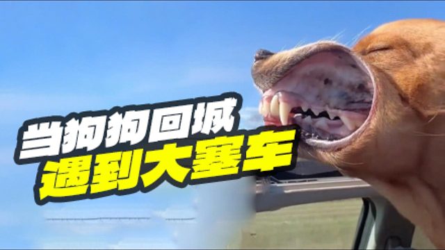 假期结束，当狗狗遇上大塞车，有啥表现？