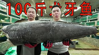 臭不要臉的小文哥，100多斤犬牙魚，就這樣白嫖了
