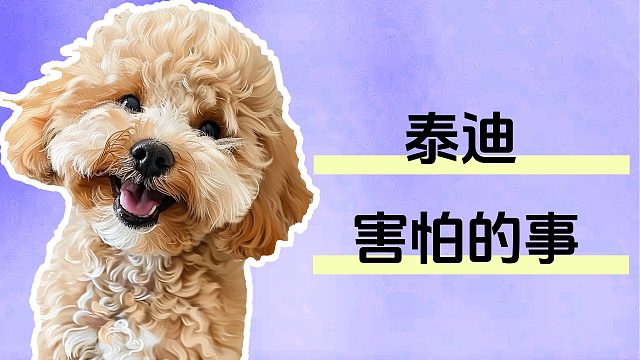 这些泰迪非常害怕的事情，你都做过吗？