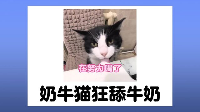 奶牛猫不语，只是一味的狂舔牛奶
