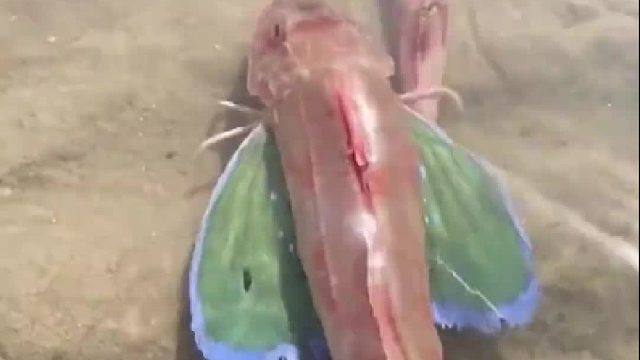 户外赶海抓海鲜