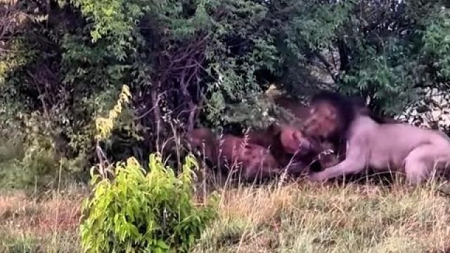 鬣狗从雄狮嘴里抢肉吃，雄狮可不惯着它们