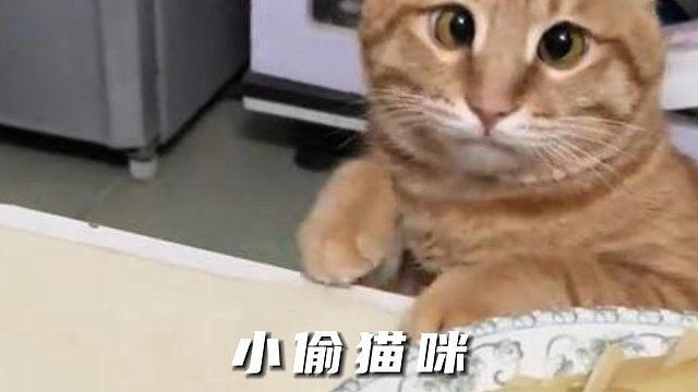 小偷猫咪，鬼鬼祟祟的