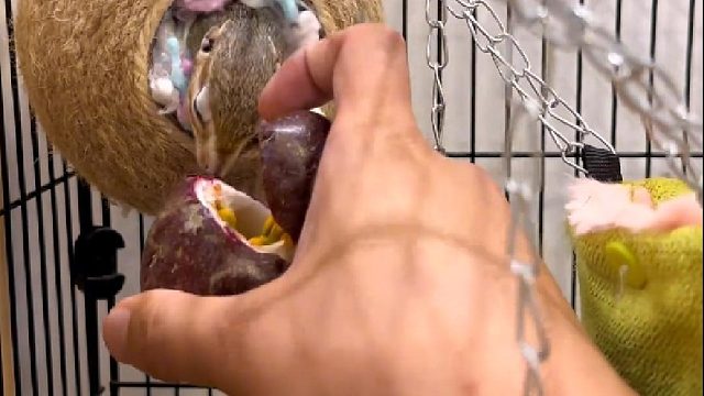 百香果的香味真的是没睁眼就先动嘴