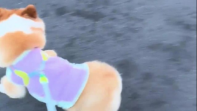 两只狗狗街头撞衫吵起来了