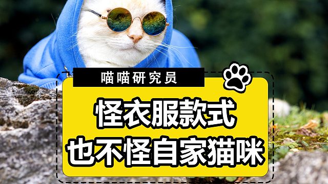 确认了，这只小猫咪s码的麻袋套不走