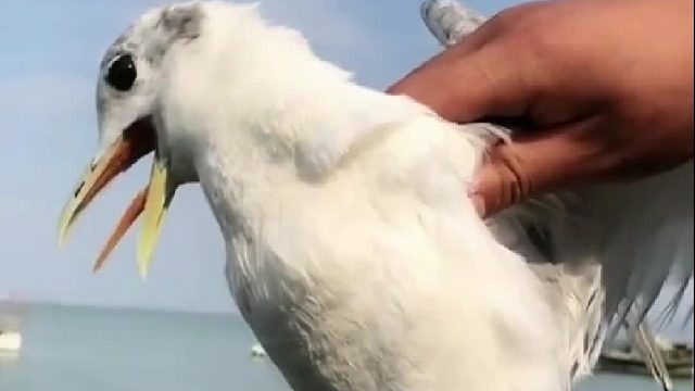 户外赶海抓海鲜