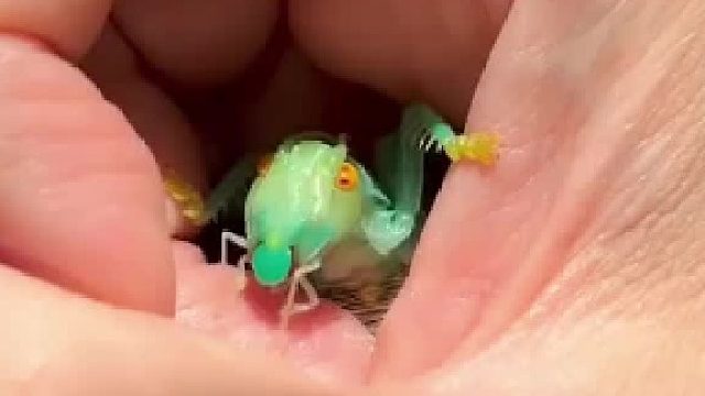 这不是蝈蝈，只是一个长得像蝈蝈的蜘蛛哈哈