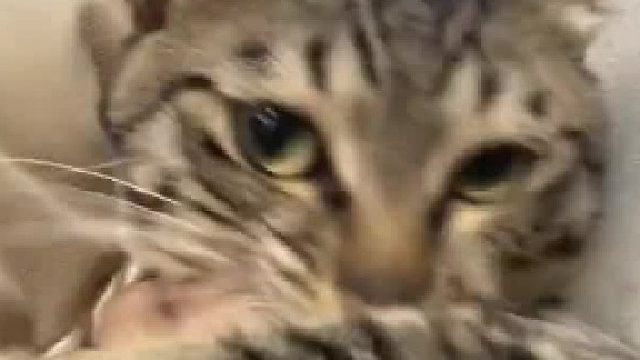 你要把手里的猫条放下……