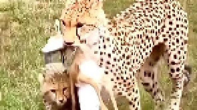 母猎豹抓了只小羚羊给孩子们！