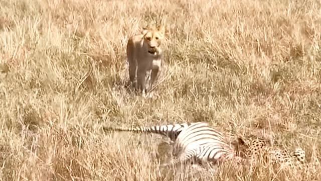 猎豹辛苦捕猎，最后却为狮子打工！