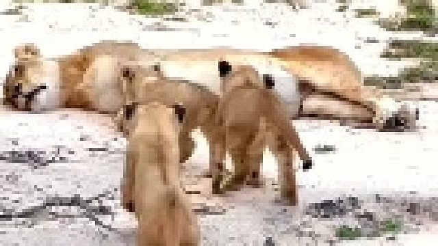 玩耍打闹的小狮子！