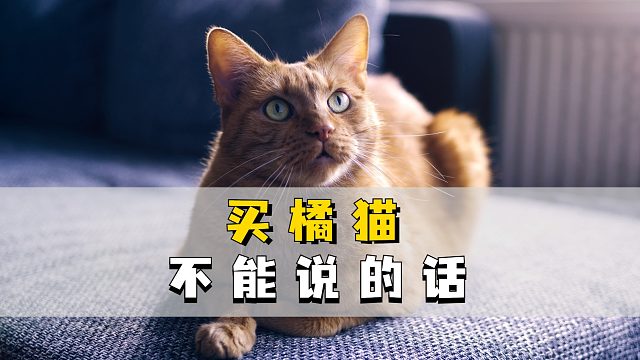 你知道吗？买橘猫不能说这些话！