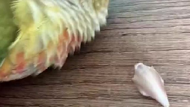 鹦鹉嘴掉了，求助办法