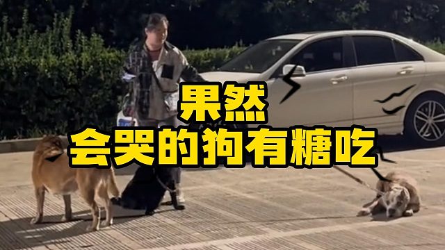 撒娇小狗最好命，狗狗也要摸摸才能走！