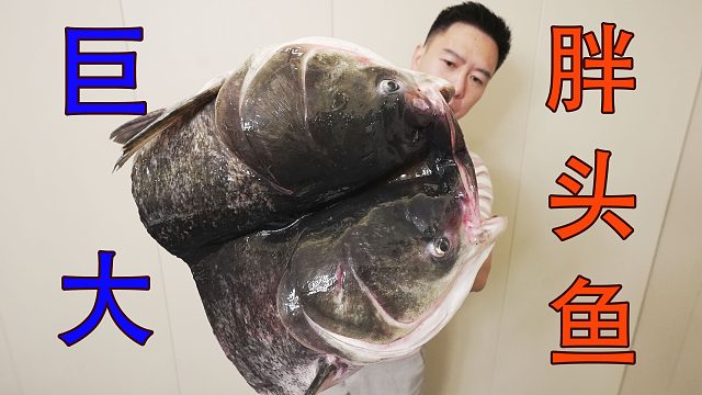 冰箱里的鱼头吃完了，来南京白嫖粉丝的巨大鱼头