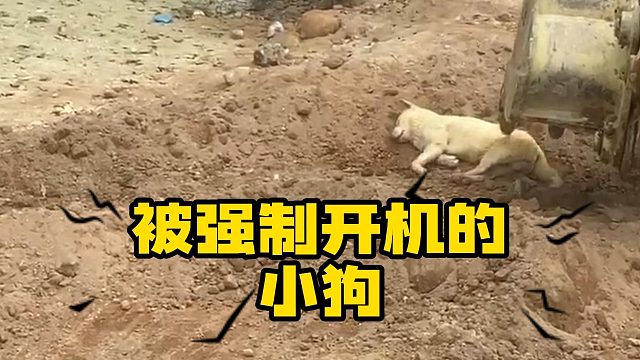 当狗狗被强制开机，果然做狗还是人在行！