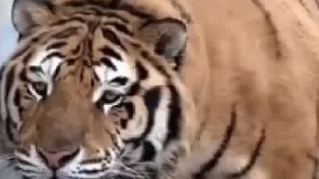 400斤东业虎沉迷玩123木头人