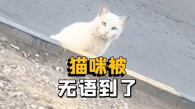 猫咪要是会说话，你猜它会说什么