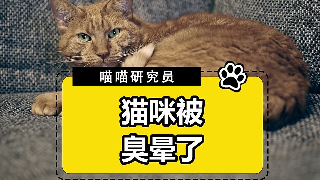 猫咪臭到自闭，已老实求放过