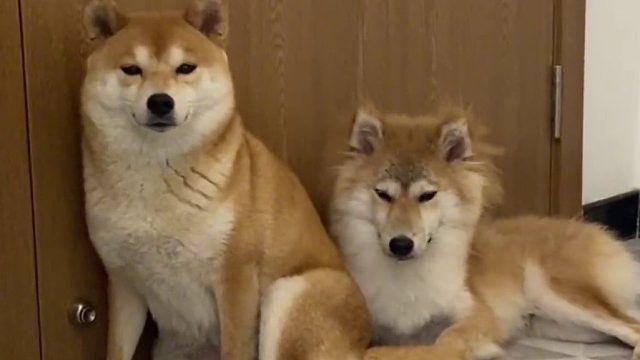 有一只喜欢啃脚的狗狗会是怎么样