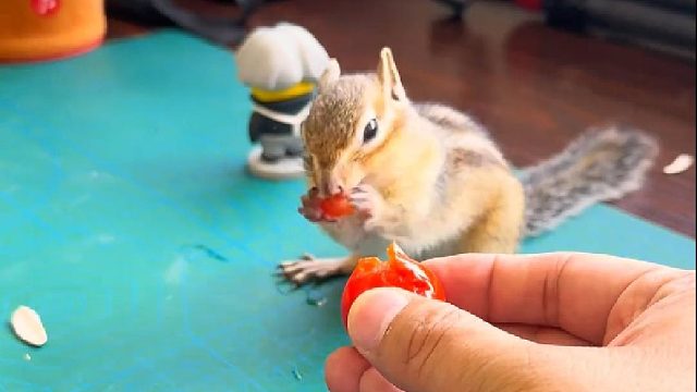 大家一定要记得过马路看红绿灯哦