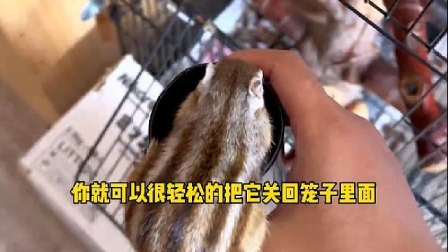 给你们看看小松鼠的早晨干什么？