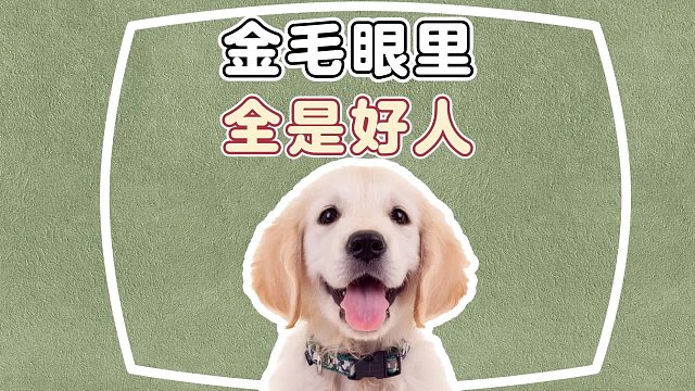 金毛眼里没坏人，此刻具象化了