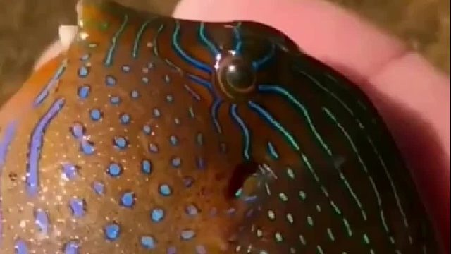 户外赶海抓海鲜