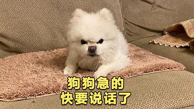 瞧给狗狗急的，它都快说话了！