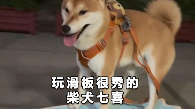 一只玩滑板很秀的柴犬，自愧不如了