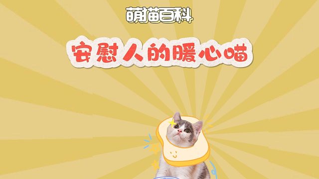 安慰人的暖心喵，地球没有小猫真的转不了！