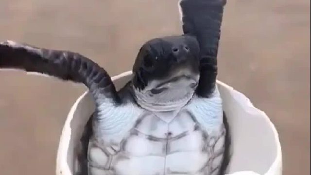 户外赶海抓海鲜