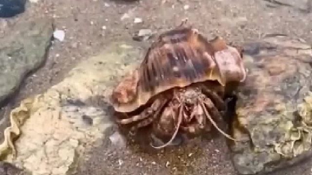 赶海赶海赶海啦