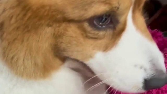 明明养了只基，怎么叫的像鸭