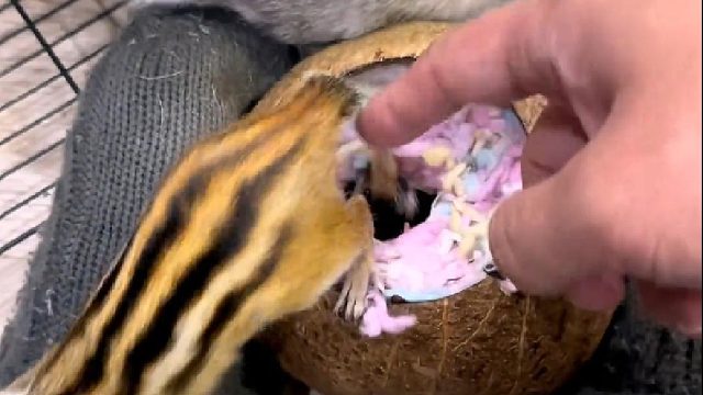 给小松鼠窝来个大扫除，打扫完住进去太舒服了